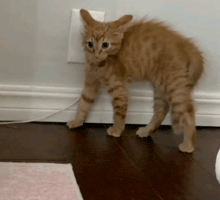 a small orange cat is standing on its hind legs on a wooden floor next to a wall .