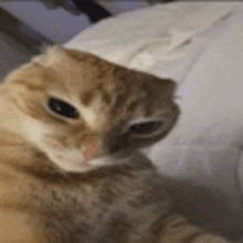 a close up of a cat sitting on top of a bed looking at the camera .