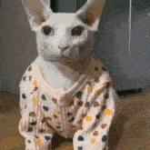 a hairless cat wearing a sweater with polka dots on it is sitting on the floor .