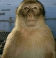 a close up of a monkey 's face with a city in the background