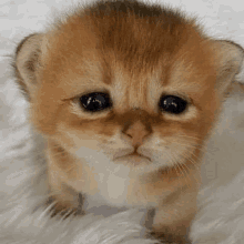 a small brown kitten is sitting on a white blanket and looking at the camera with a sad look on its face .