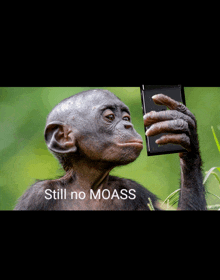 a monkey taking a selfie with the words still no moass above it