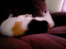 a black and white cat is laying on its back on a couch