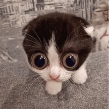 a black and white kitten with very big eyes is sitting on a couch .