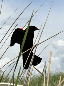 a black bird with red feathers is perched on a tall grass covered field