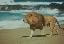 a lion is walking across a sandy beach near the ocean .