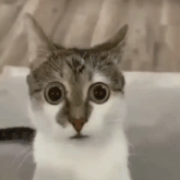 a close up of a cat 's face with big eyes looking at the camera