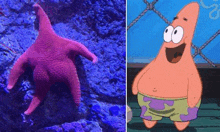 a purple starfish and patrick star from spongebob squarepants are standing next to each other .