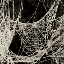 a black and white photo of a spider web