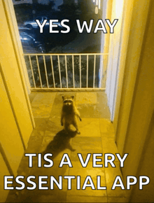 a raccoon standing in a hallway with the words yes way tis a very essential app below it