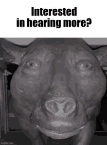 a picture of a pig with the caption interested in hearing more