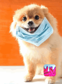 a small dog wearing a face mask with a pink and blue donut behind it