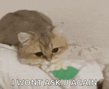 a kitten is laying on a bed eating popcorn and saying `` i wont ask u again '' .