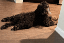 a black poodle is laying on a wood floor