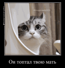 a picture of a cat with a caption in another language