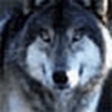 a close up of a wolf 's face looking at the camera