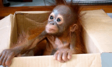 a baby orangutan in a cardboard box looking out