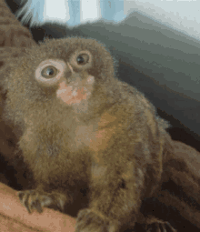 a small monkey is sitting on a person 's arm and looking at the camera