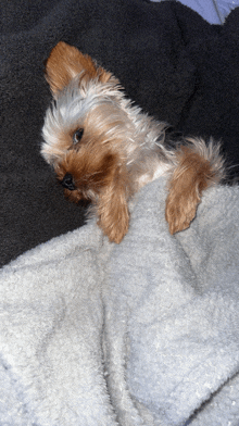 a small brown and white dog is laying on a gray blanket