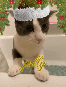 a black and white cat wearing a santa hat with the word jolly on it