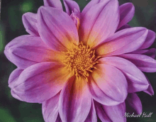 a close up of a purple flower with the name michael hall underneath it