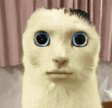 a close up of a cat 's face with blue eyes and a mustache .