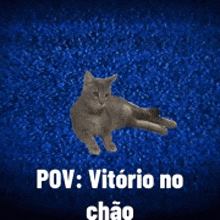 a cat is laying on a blue carpet with the words pov vitorio no chao below it