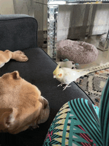 a dog is laying on a couch next to a cockatiel