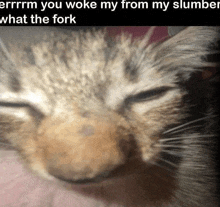 a close up of a cat sleeping with the caption " you woke my from my slumber what the fork "