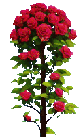 a tree with red roses and green leaves has the letters a.c. above it