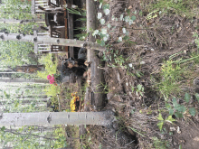 a dog is laying on a log in a forest