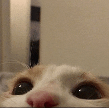 a close up of a cat 's face with a blurred background