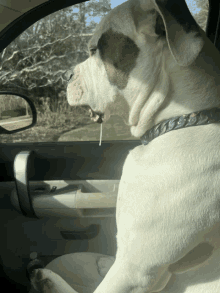 a dog sitting in a car with its tongue out