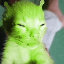 a person is holding a green cat that looks like shrek from shrek .