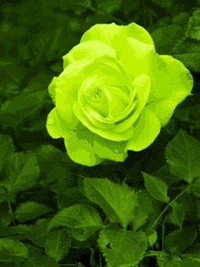 a green rose surrounded by green leaves with a dark background