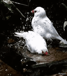 two white birds are taking a bath in the water .