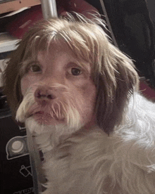 a dog that looks like a woman with a wig on looks at the camera