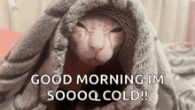 a cat is wrapped in a blanket and says good morning im sooq cold