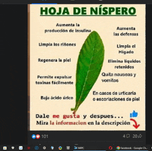 hoja de nispero is written on a poster with a picture of a leaf