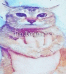 a close up of a cat 's face with the name rio written in the corner