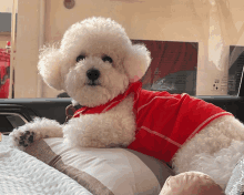 a small white dog wearing a red shirt is laying on a pillow in a car