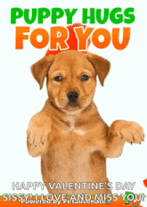 puppy hugs for you happy valentines day sissy i love and miss you