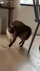 a cat is standing on its hind legs on a wooden floor next to a chair
