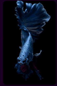 a blue fish with a red tail is swimming in the water