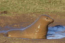 a seal is covered in mud and standing in a muddy puddle