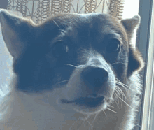 a close up of a dog 's face looking out of a window