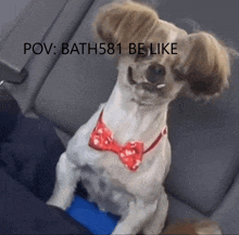 a dog wearing a red bow tie with the words pov bath581 be like above it