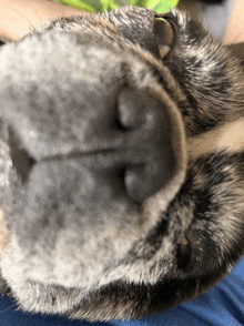 a close up of a dog 's nose with a person holding it