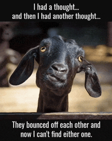 a picture of a goat with a caption that says i had a thought