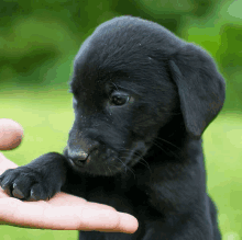 a black puppy is being held by a person 's hand